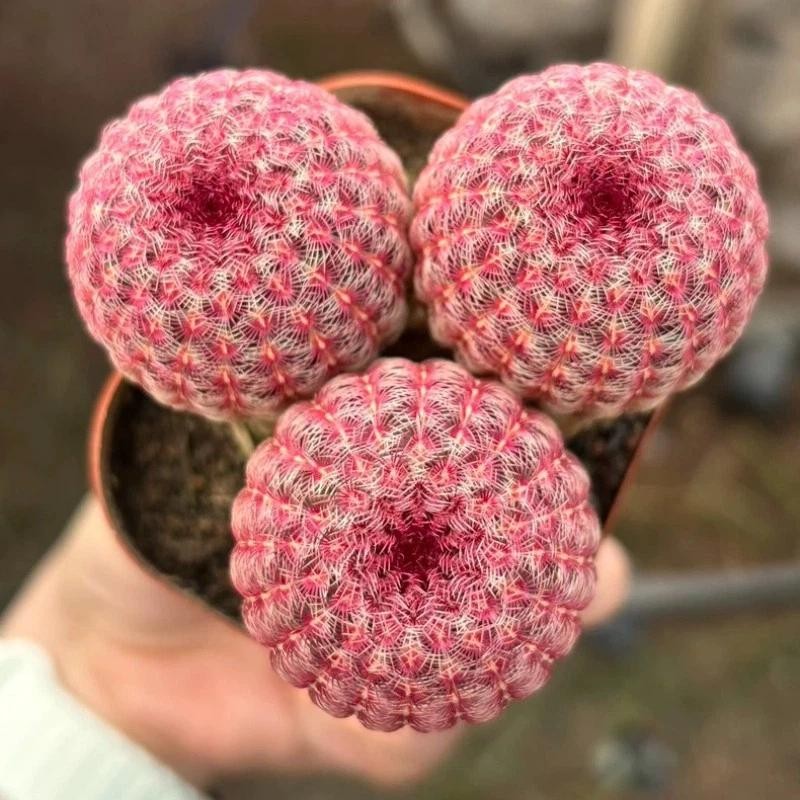 Echinocereus rigidissmus rubispinus Rainbow Hedgehog Cactus Succulent Plants