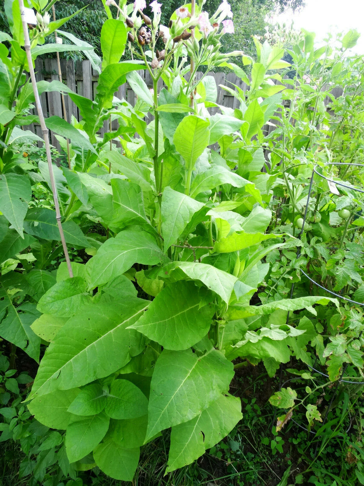 African Red HIGH NICOTINE Tobacco 1000+ seeds 0.1gr How to Grow Incl. 2023 Crop