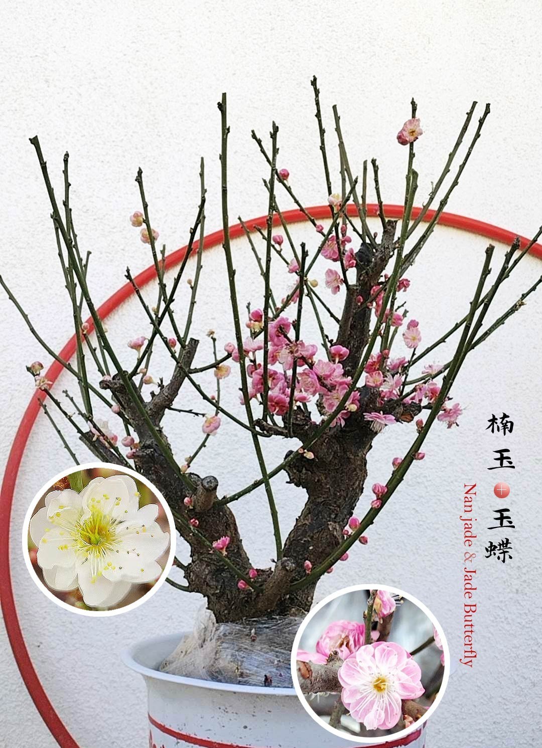 Pre Sale Plum Blossom bonsai chinese Plum Red,pink,Green,white,Double color