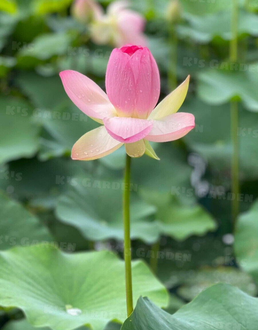 5 PCS PINK WHITE LOTUS SEEDS – 5 HẠT SEN TA TRẮNG HỒNG (95% GERMINATION)
