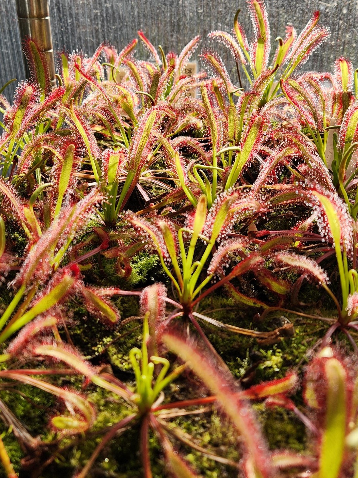 CARNIVOROUS PLANT SEEDS 100+ Seeds