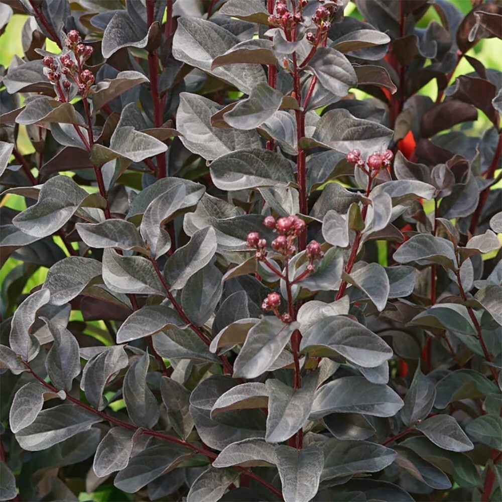 Lagerstroemia Pink Center Sun Stage Indicas Crapemyrtle Garden Live Plant 4″ Pot