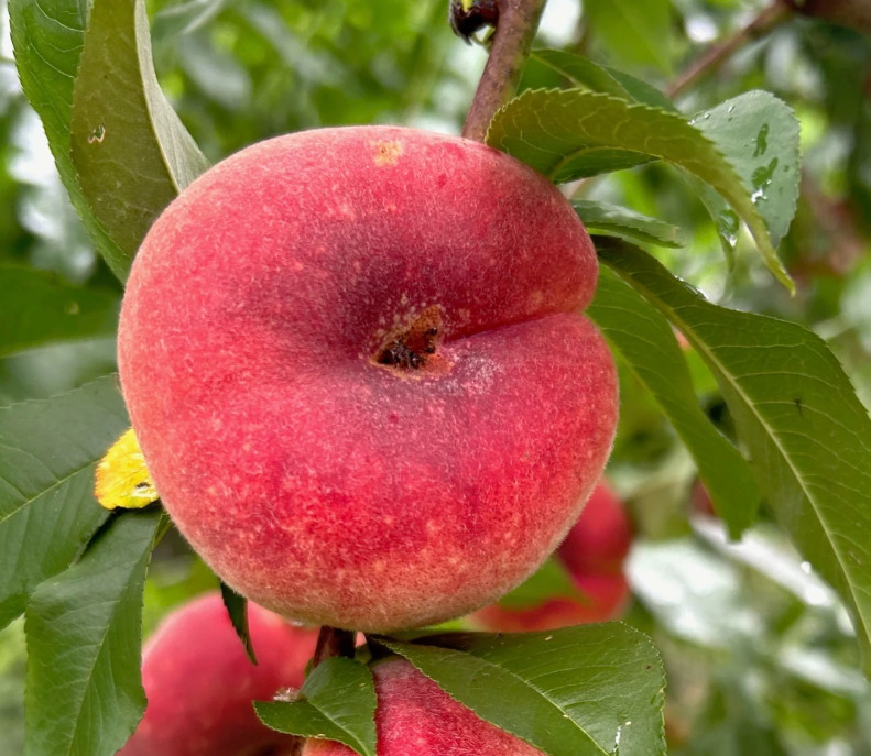 Saturn Peach Plant – 1-2ft Tall – Sweet Flat Donut Peach Tree – Zones 5-8