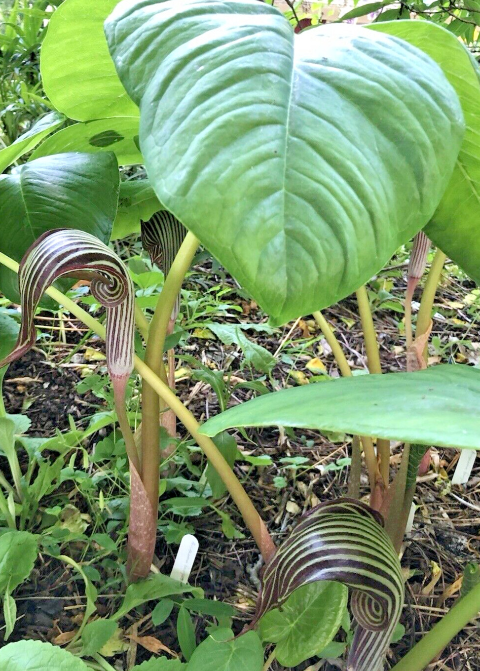 ARISAEMA FARGESII -1 Cobra Lily Bulb with Growing Shoot and Well Developed Roots