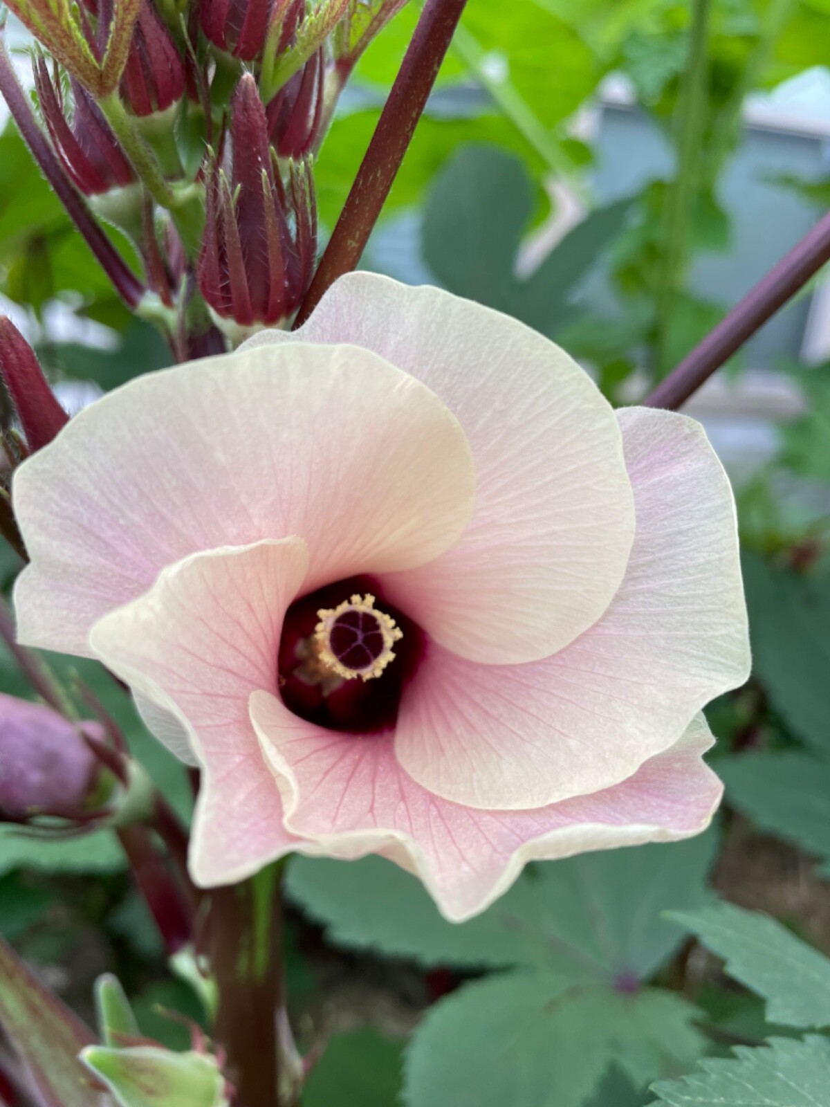 60+ Okinawa Pink Okra Seeds Open Pollinated No pesticides. Early and Prolific