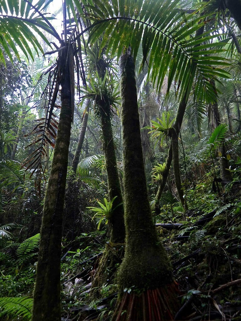 1 FT Tall : EX RARE : LIVE Prestoea Acuminata Sierra Palm Shade Rainforest Exoti