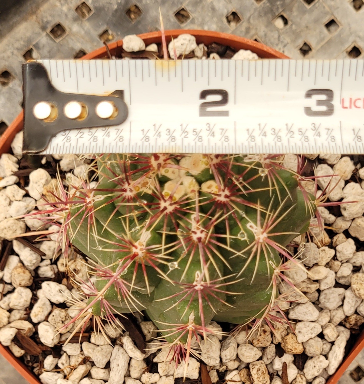 Thelocactus Bicolor Var. Pottsii “Glory Of Texas” 2.75″ Tall – Bare Root