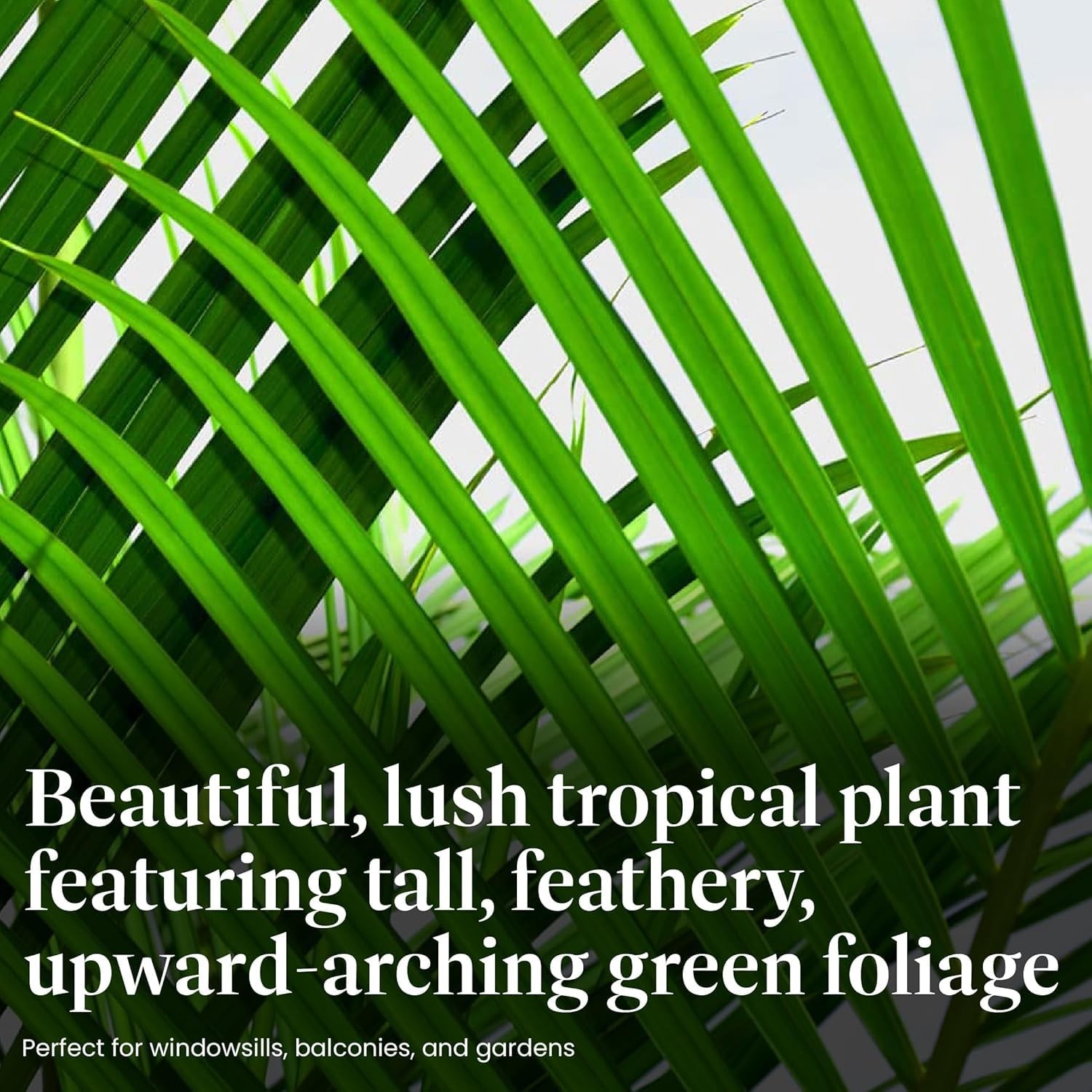Majesty Palm 10Inch Live Tropical Houseplant, Easy Care Indoor & Patio Plant