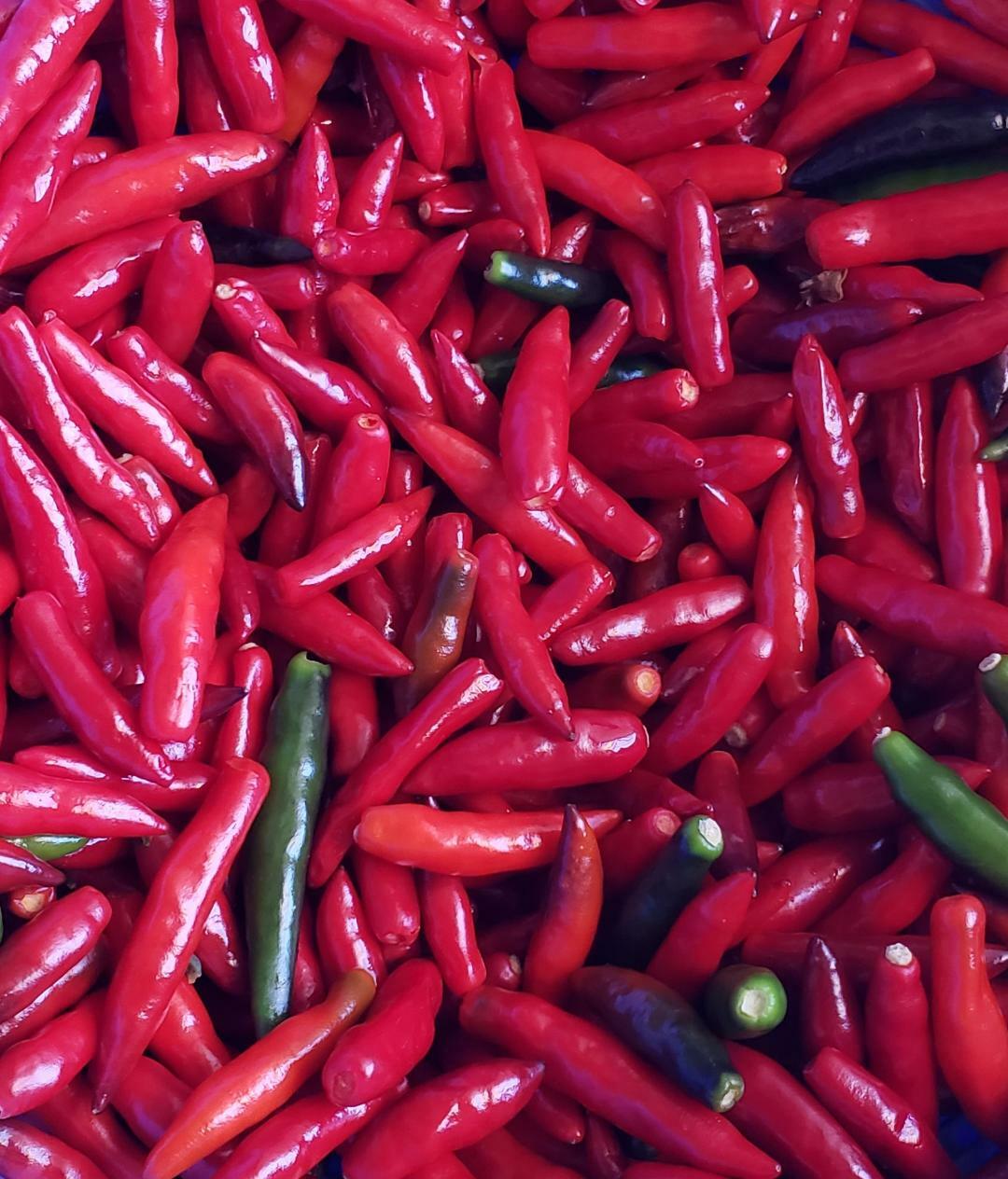 BLACK COBRA CHILI PEPPER PREMIUM SEED- HIGH YIELD – HOT RARE