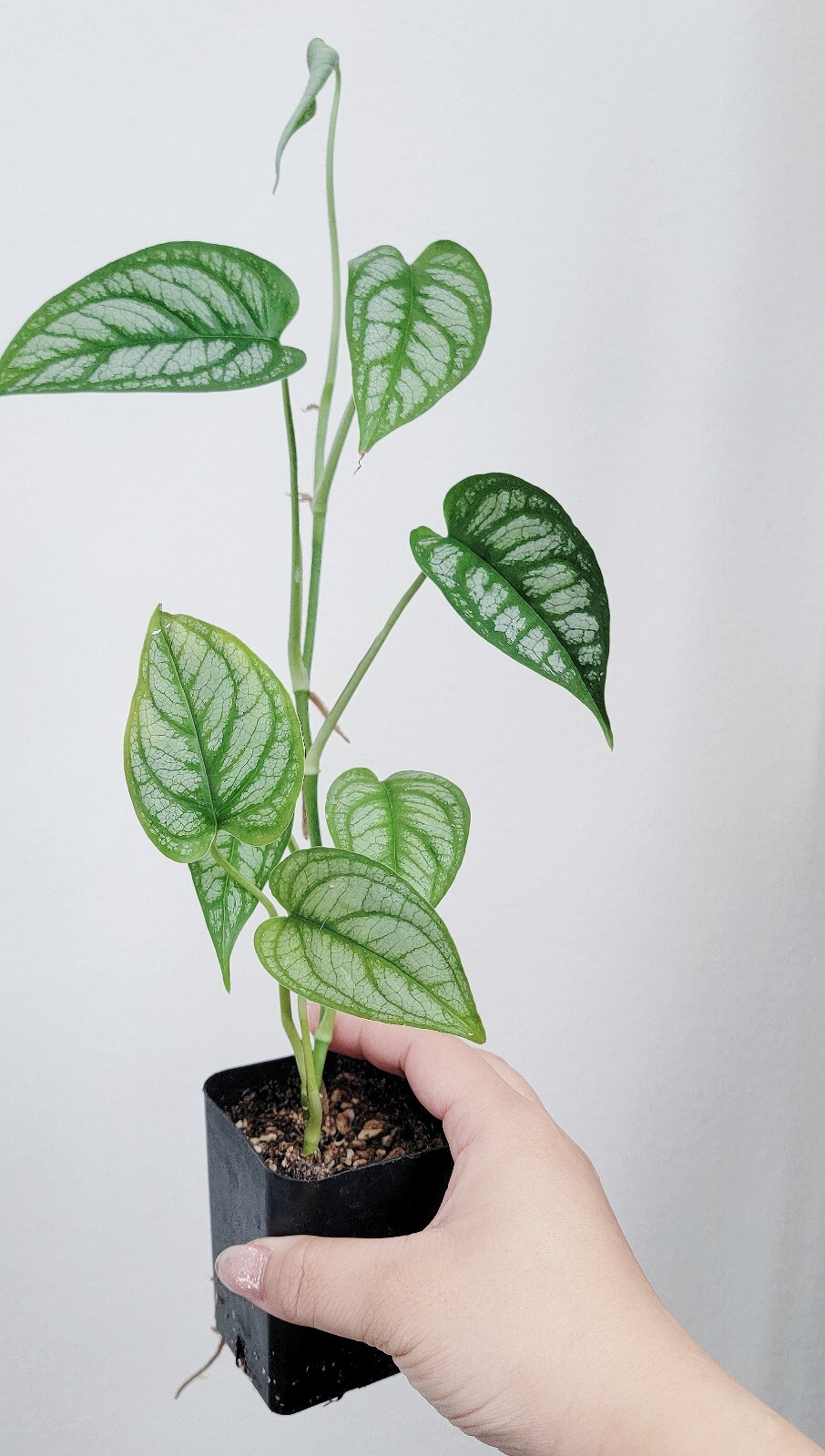 Monstera Siltepecana El Salvador