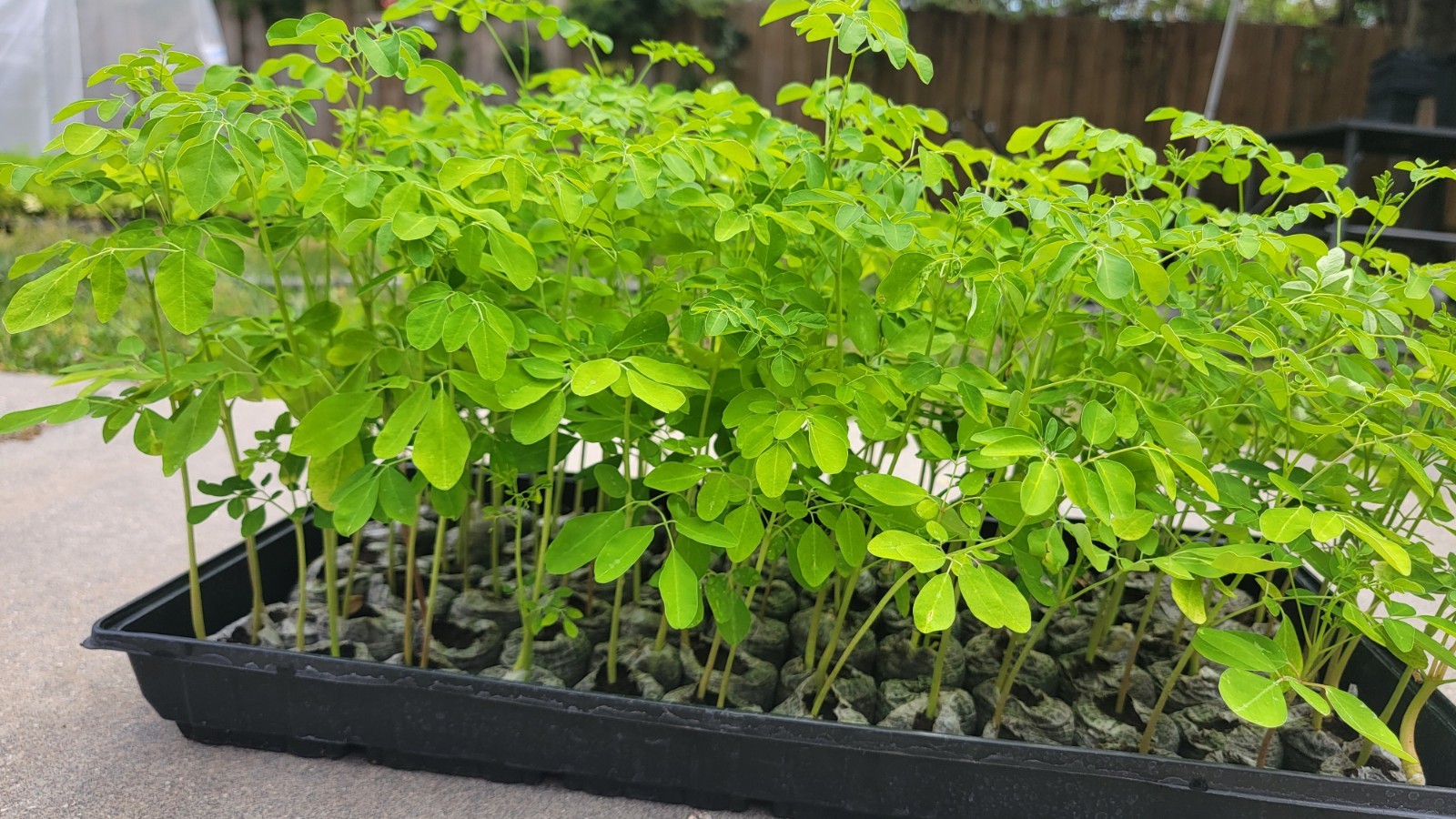 Moringa Tree Live Plant (5 PACK) Organic Moringa Tree Seedlings – Seeds Included