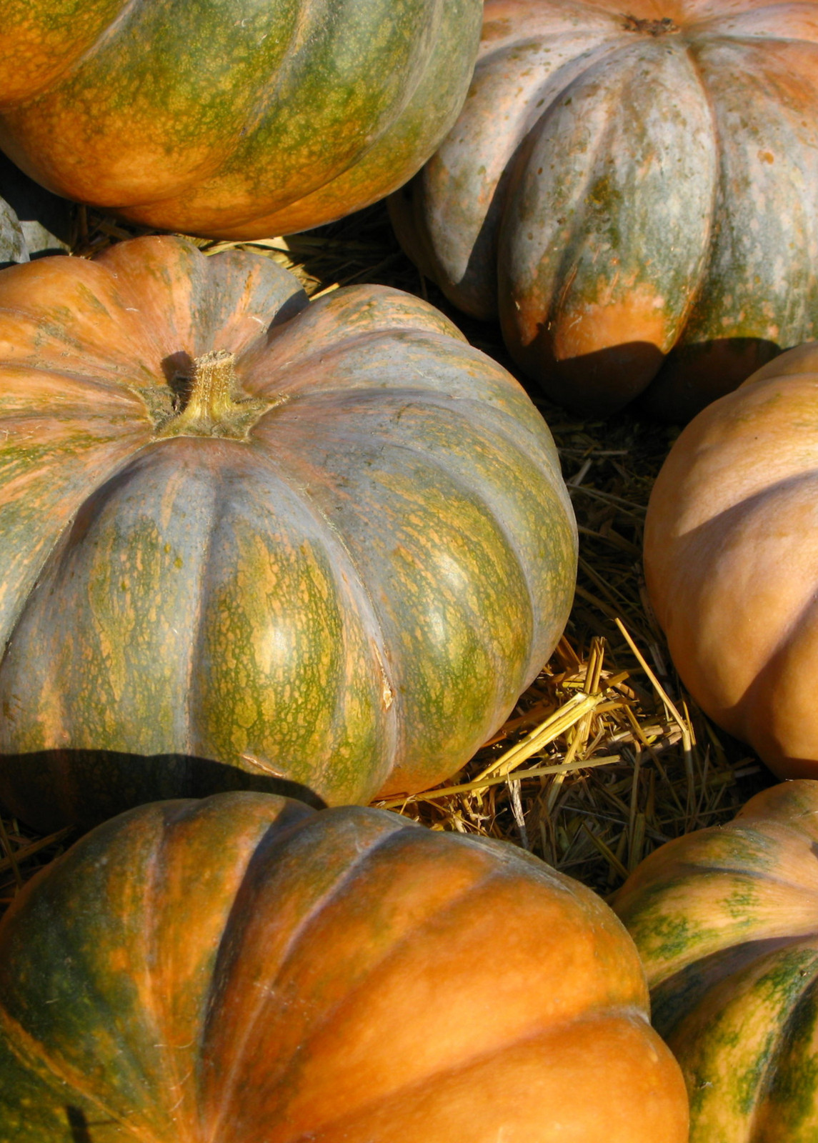 Cucurbita moschata CALABAZA SQUASH – 25 Seeds!