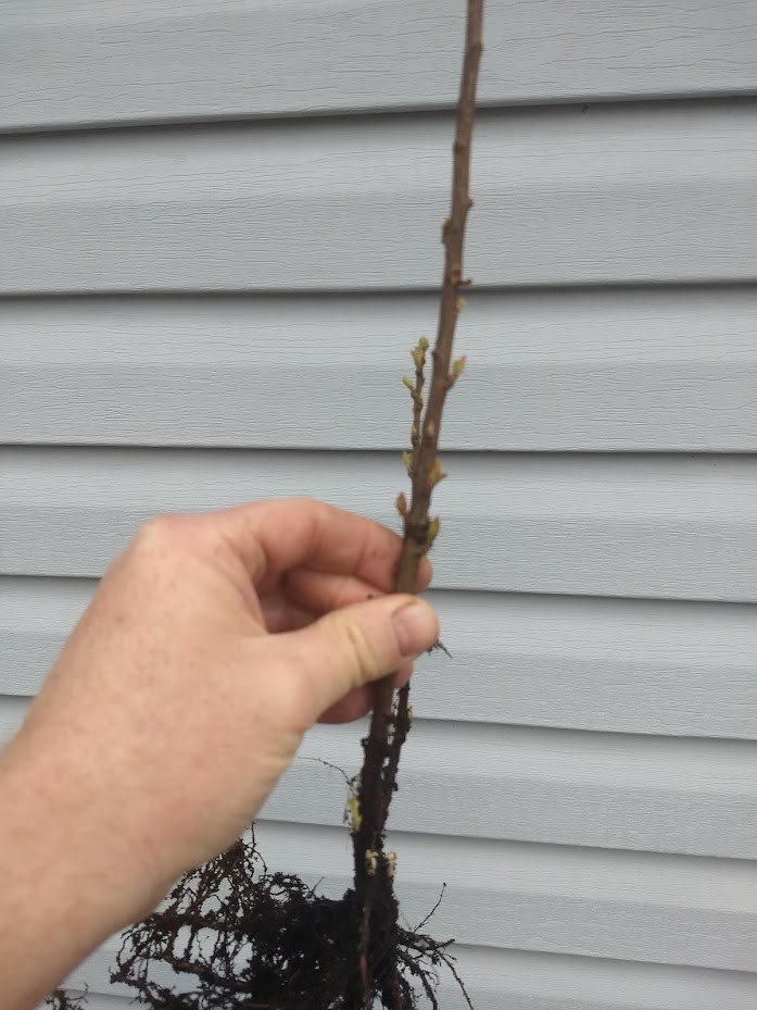 1 DORMANT Nanking bush red cherry, rooted plant. Zones 2-7 Prunus tomentosa