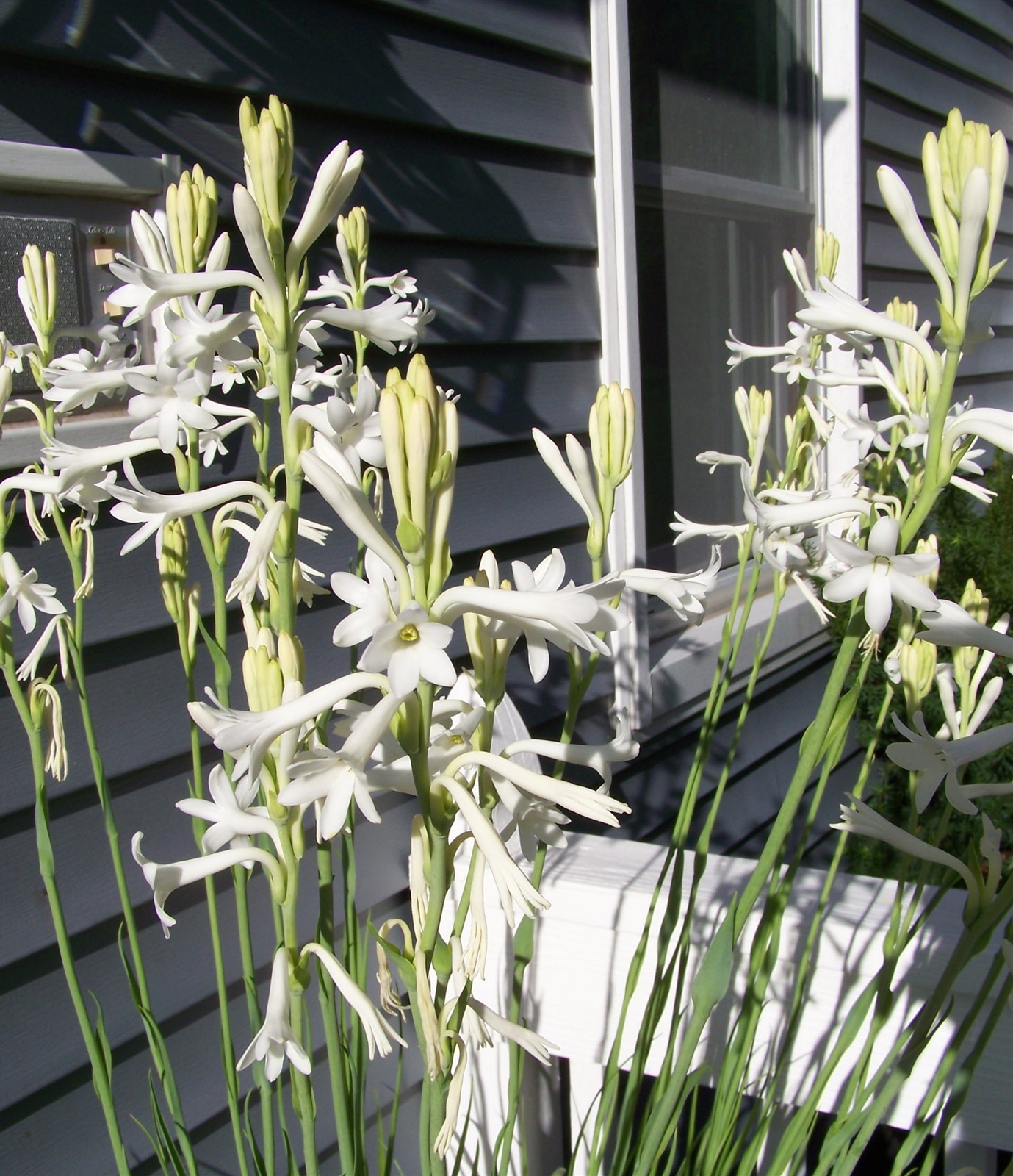 White Tuberose Bulbs single large clump Mexican Fragrant Polianthes Agave Amica