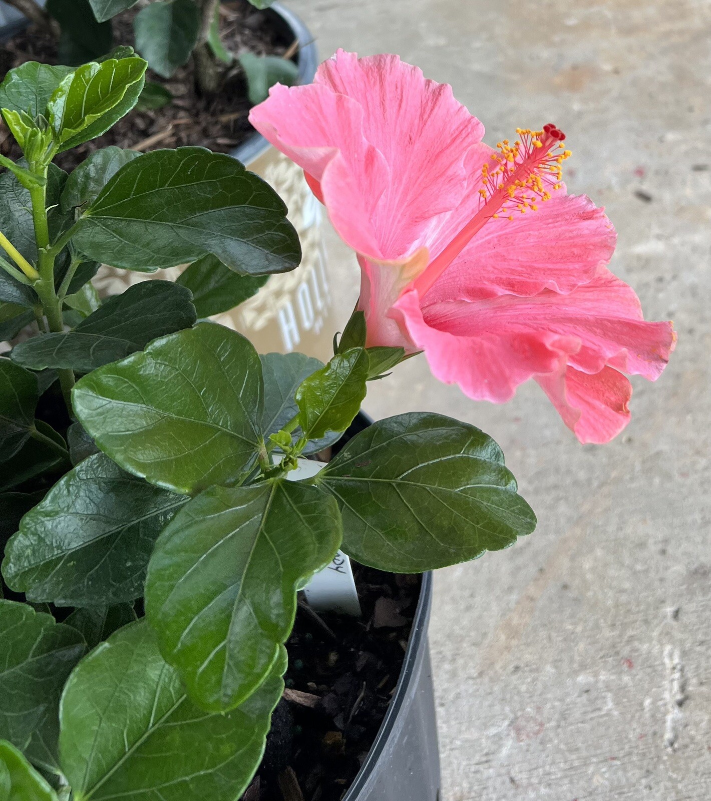 Hibiscus – First Lady