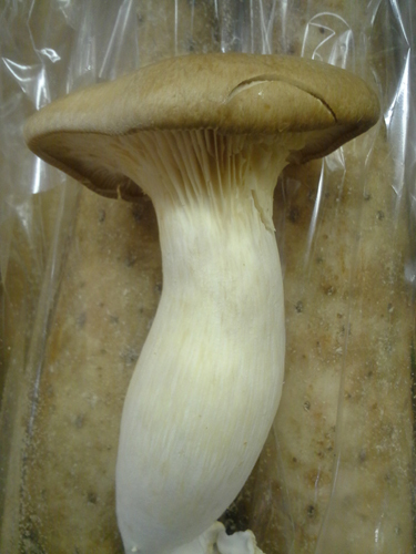 OYSTER ERYNGII (KING OYSTER) mushroom spores spawn/mycelium (on dry seeds)