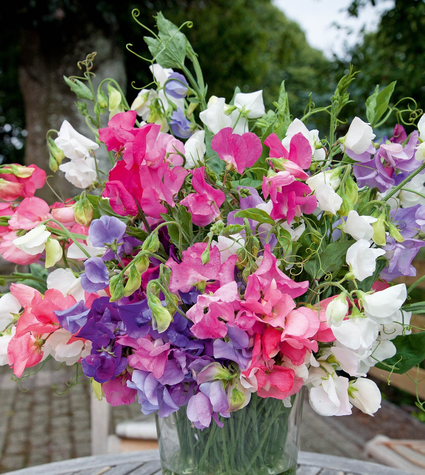 Sweet Pea Seeds – Bijou Mix – 50 Seeds, Non-GMO