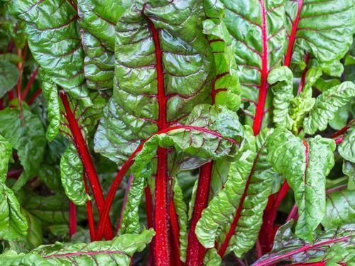 Ruby Red Swiss Chard Seeds 100 Ct Vegetable Garden Heirloom NON-GMO FREE S&H