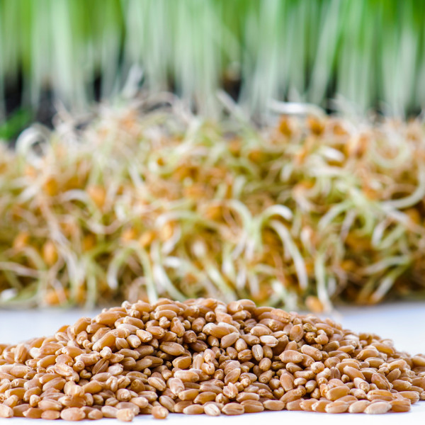 BULK Organic Wheatgrass Seeds Hard Red Winter Wheat Berries 5 Pounds