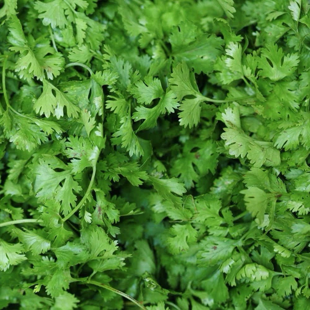 200 Cilantro /Coriander Seeds | Organic, HEIRLOOM, NON-GMO -USA Seller Free Ship