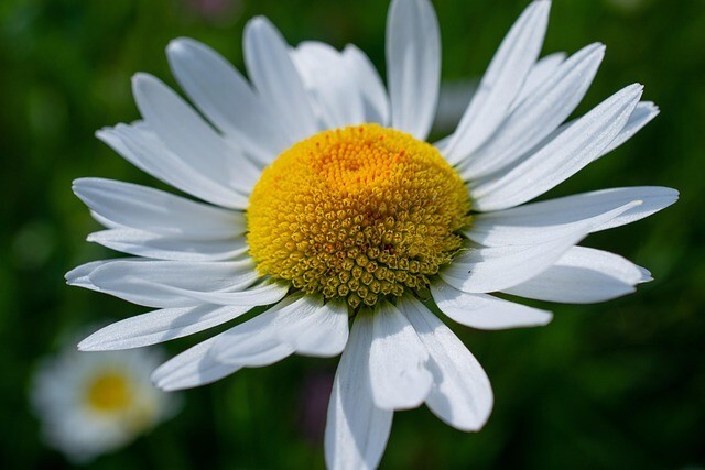 100 ALASKA SHASTA DAISY SEEDS | 2026 FREE SHIPPING NONGMO HEIRLOOM WHITE BLOOMS