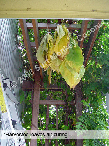 500 Virginia Tobacco seeds w/ FREE how to grow booklet! HEIRLOOM GRADE A+