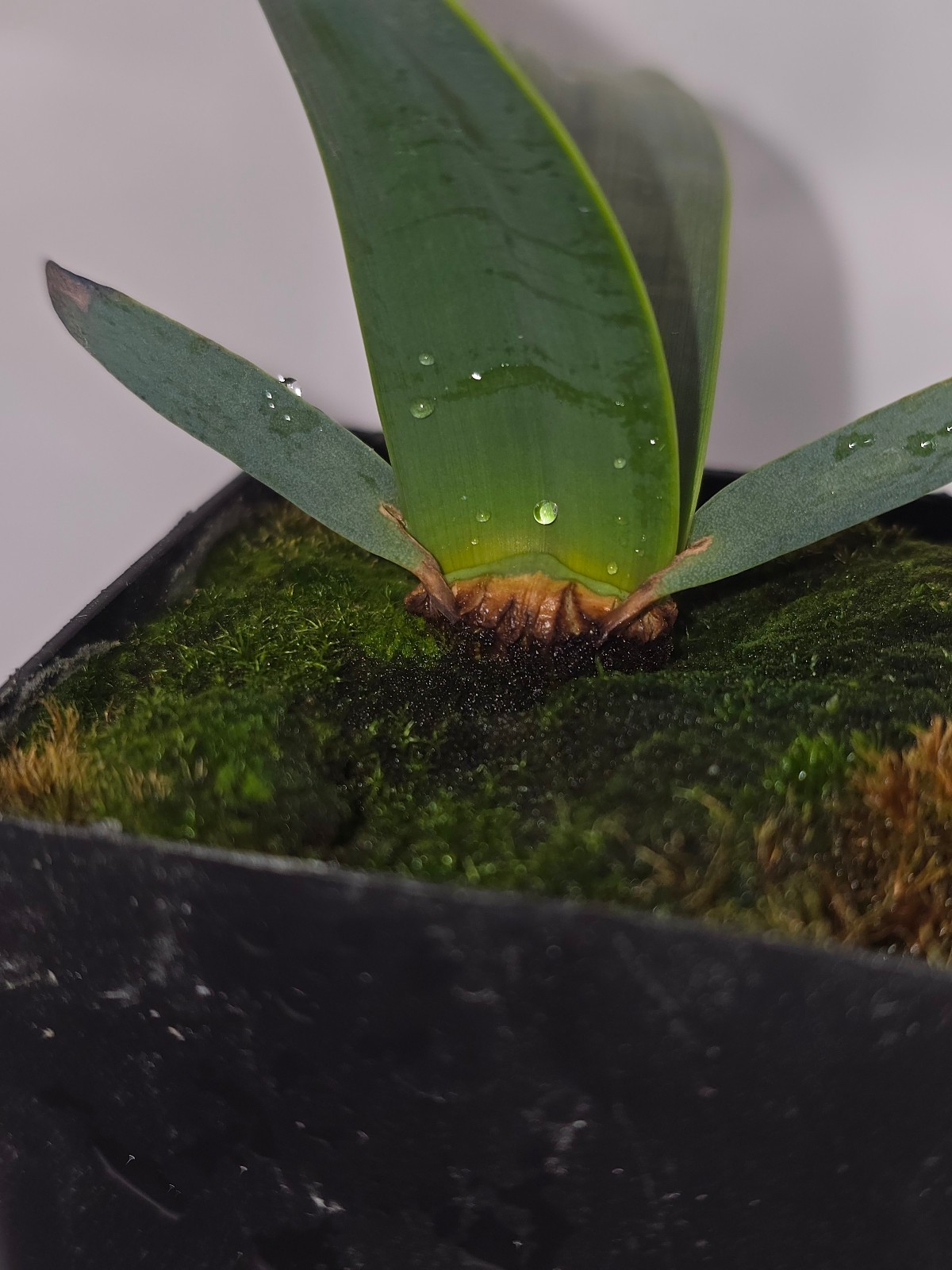 Welwitschia mirabilis 10 month old seedling