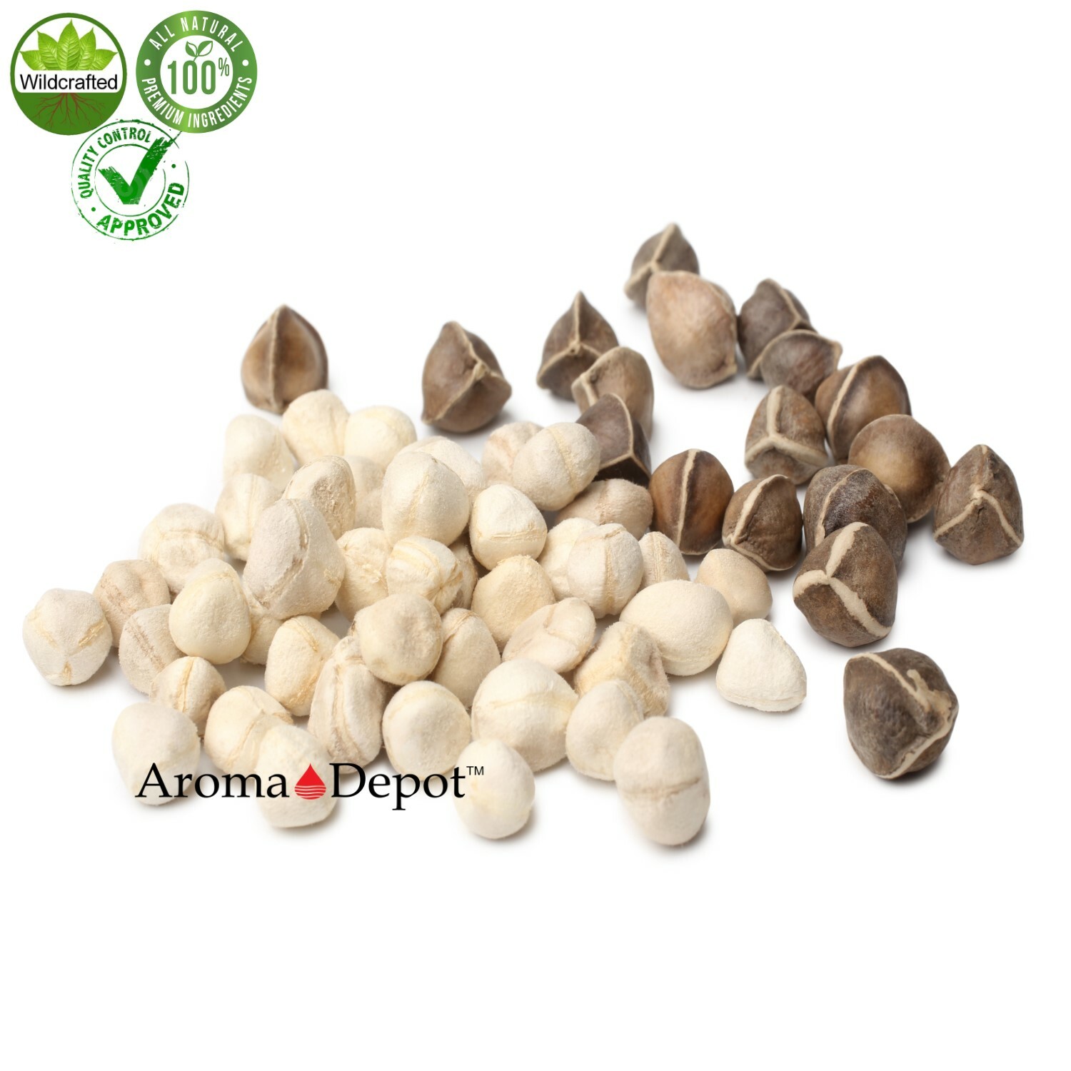 Moringa Seeds WITH WINGS Semillas de Moringa oleifera Pepa Malunggay Wholesale
