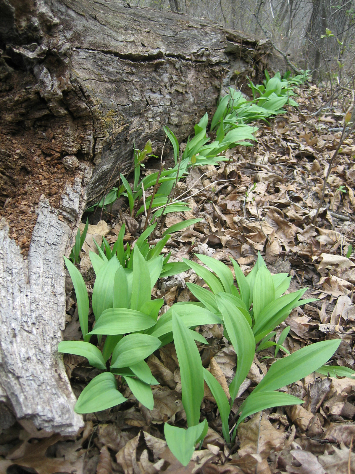 2023 WILD LEEK RAMPS 700 SEEDS 1/2 oz RAMSOM BEARS GARLIC ALLIUM TRICOCCUM A++