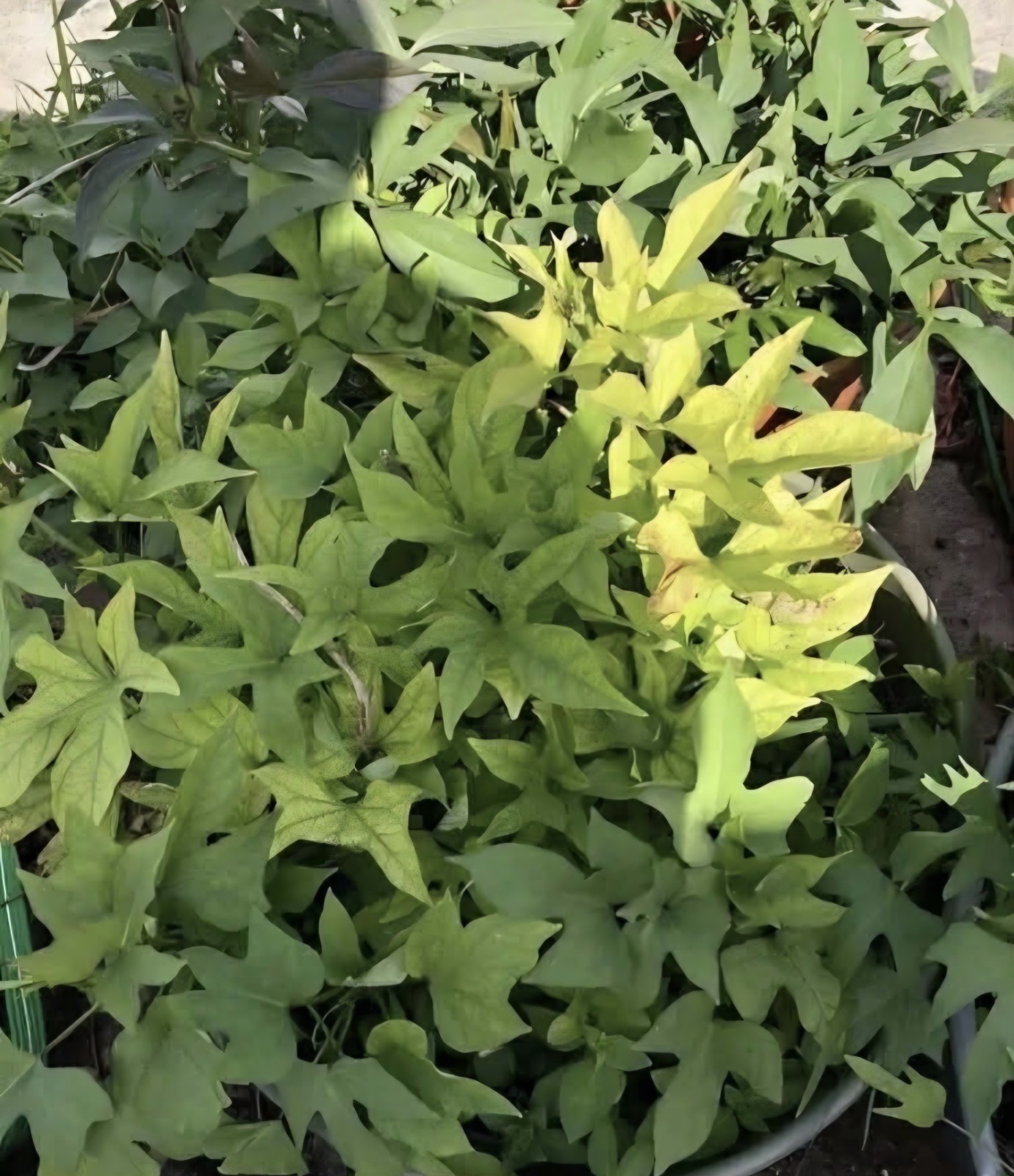 10 Red Skin White Slips Vietnam Sweet Potato-Cuttings-Khoai Lang Đỏ-Have Roots