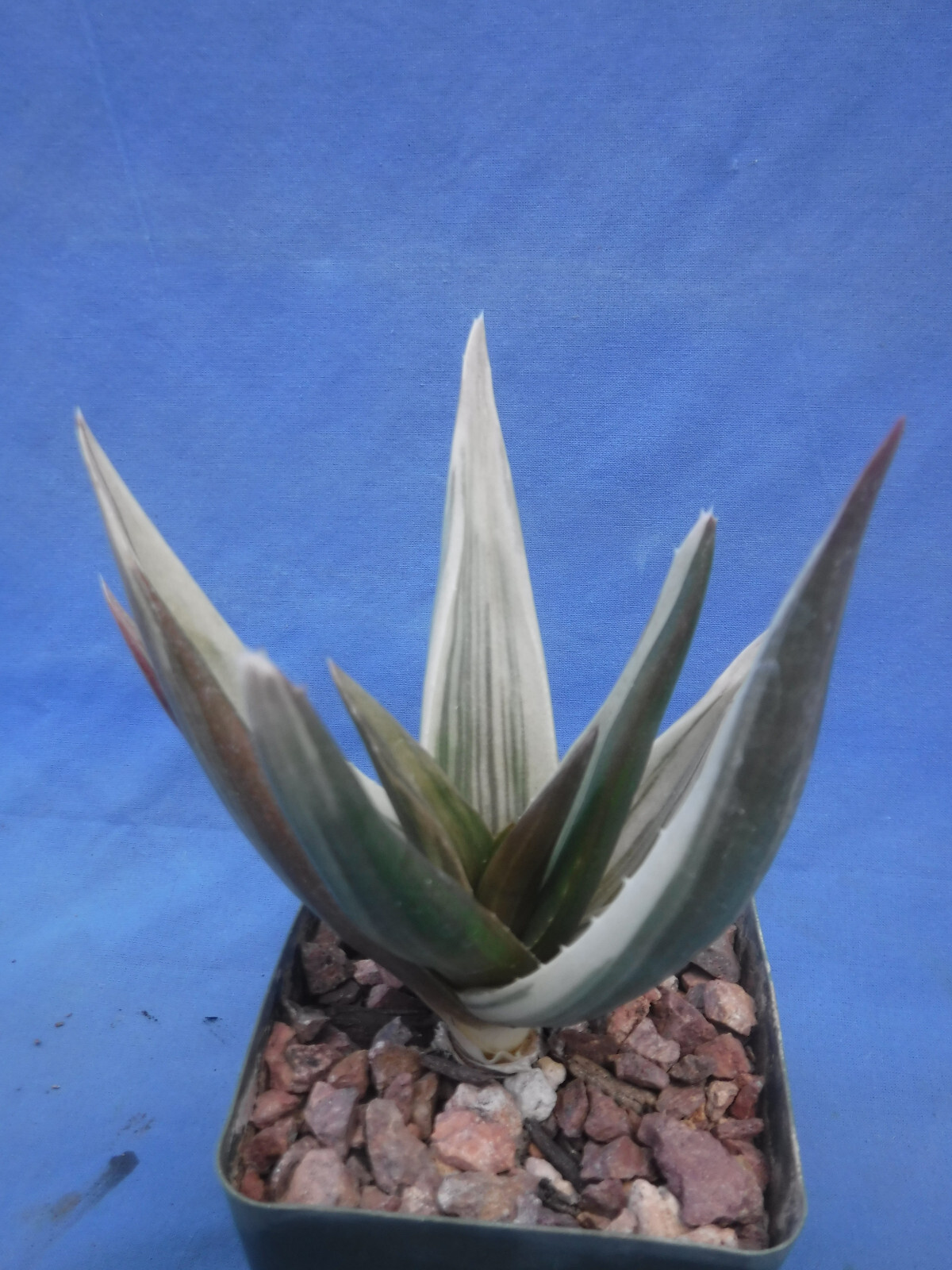Aloe ‘Walmsley’s Bronze’ Starter Plants 2″-3″ Wide VARIEGATED! BRONZE in Sun!