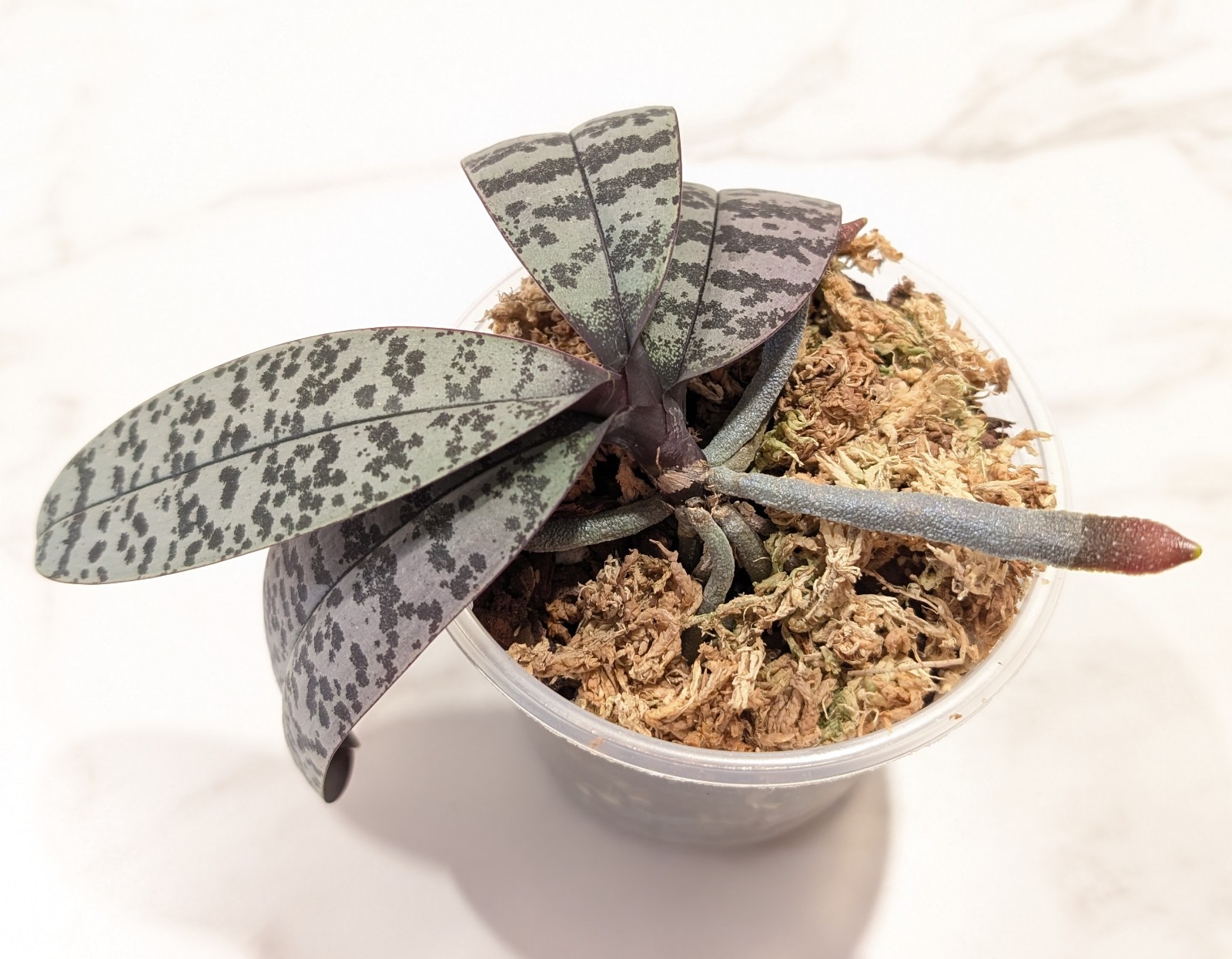 Phalaenopsis SCHILLERIANA, EXACT plant, 4″ pot, bloom size, variegated orchid