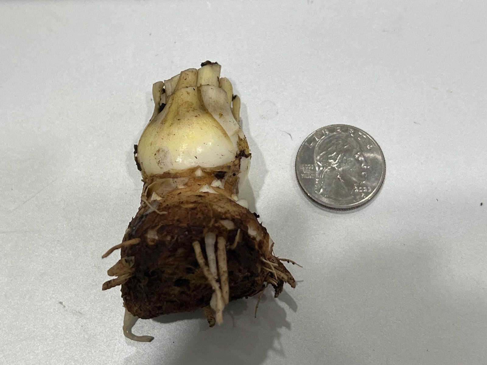 CHERRY Double Polianthes Tuberose Bulbs – US Seller