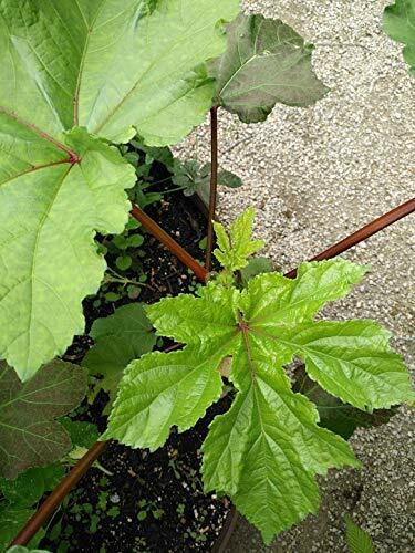 100 Organic Red Burgundy Okra Vegetable Seeds Abelmoschus esculentus Tasty Pods