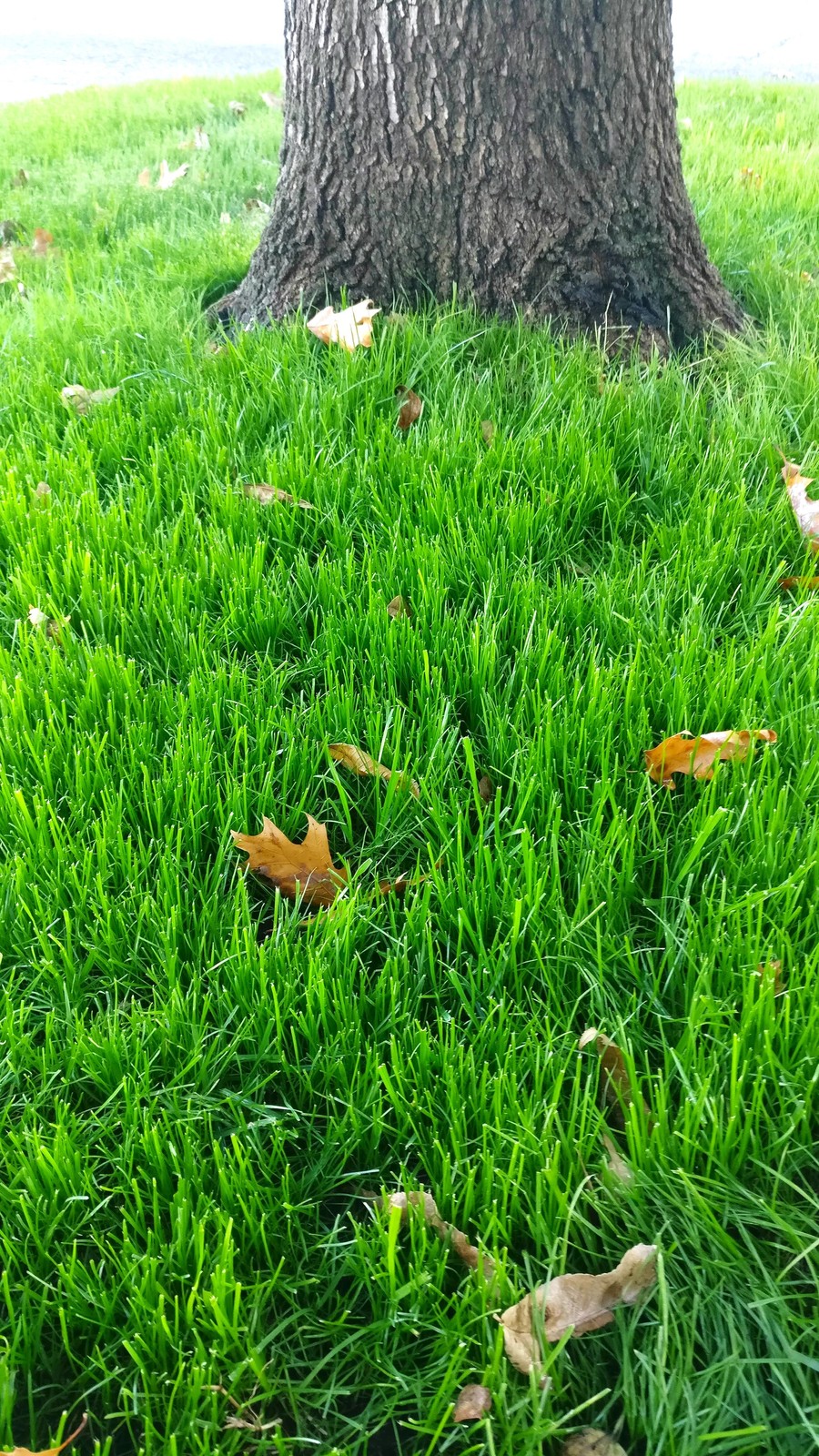 Xtreme Green Turf Type Tall Fescue Seeds – For 2026 Planting Cool Season