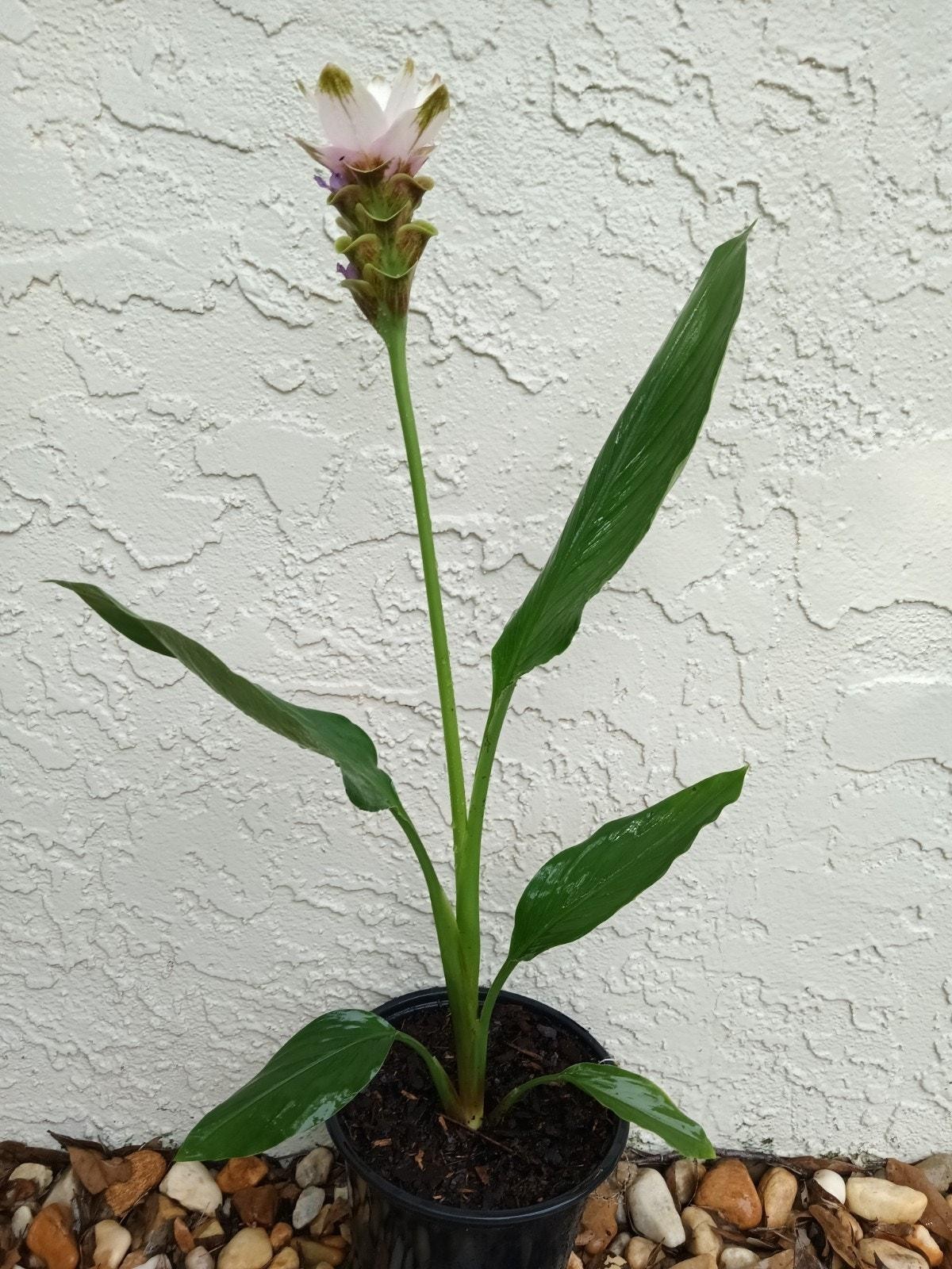 6x Curcuma Alismatifolia -BAREROOT Large WHITE Siam Tulip – Ginger Summer Tulip