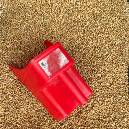 1 LB Stratified American Ginseng Seed Grow your own Wild Ginseng, Ready to Plant