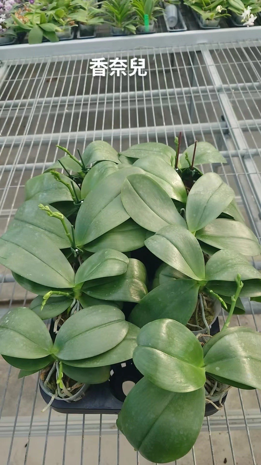 Phalaenopsis San-Ho Chanel