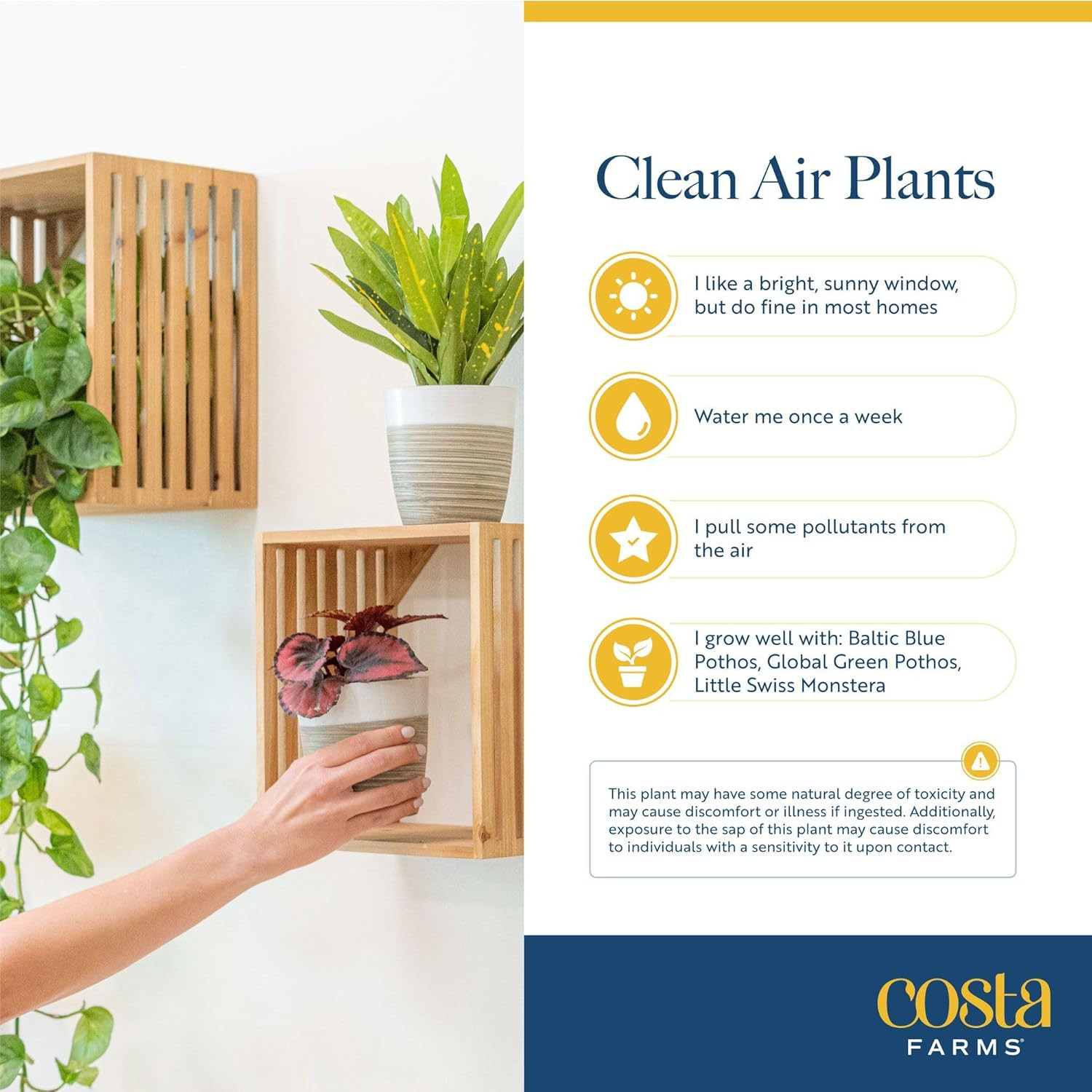 Live Indoor House Plants (3-Pack), Hand Selected Easy to Maintain Indoor Assorte