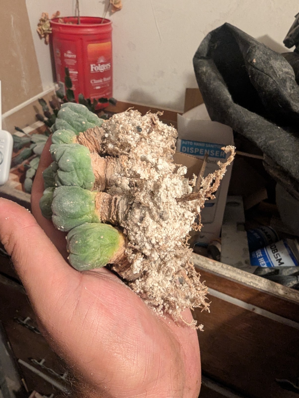 Northern Blue Button Cactus 0.5-1.5 inch W