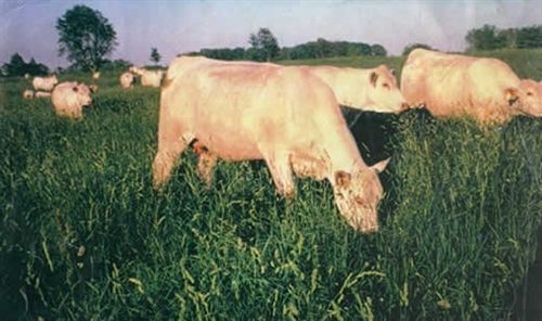 Potomac Orchard grass Seed – 1 Lb.