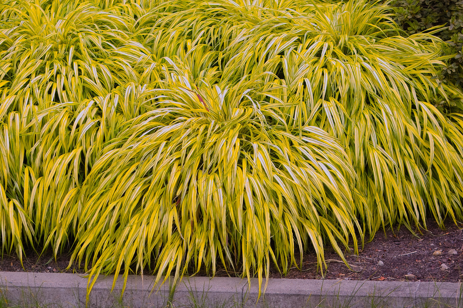 Japanese Forest Grass Plants – Hakonechloa macra- ‘aureola’ and ‘all gold’