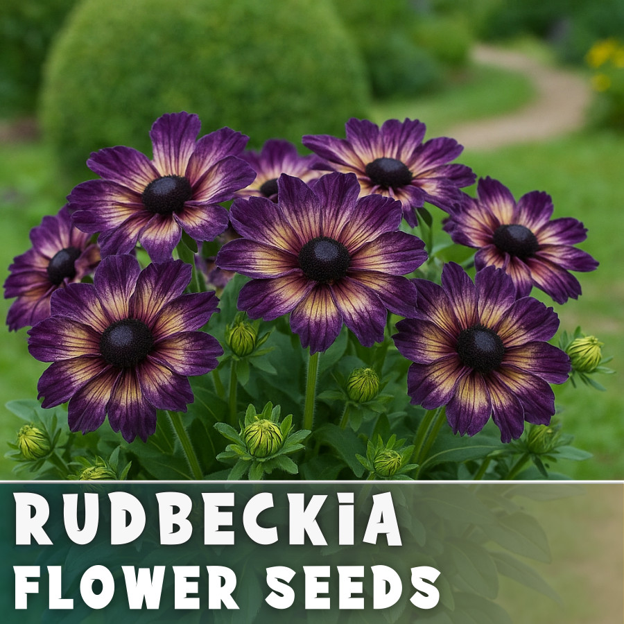 Velvet Dusk Rudbeckia Seeds 125+ Seeds Annual Flower Seeds Garden