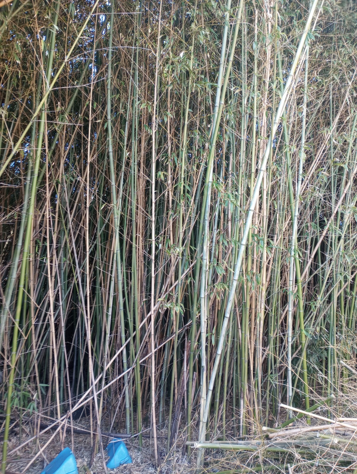 3 Bamboo Plants 3″ Live Starters Planting Now Organic All Season Rapid Growing