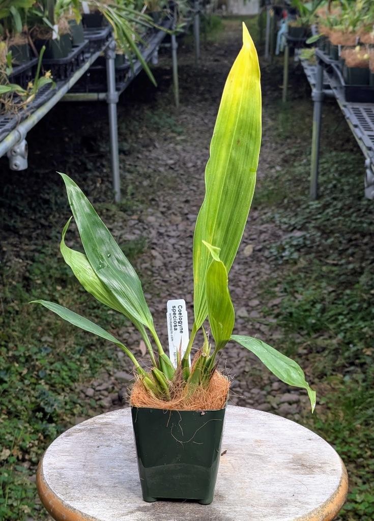 Blooming Size Fragrant Orchid Species Coelogyne speciosa