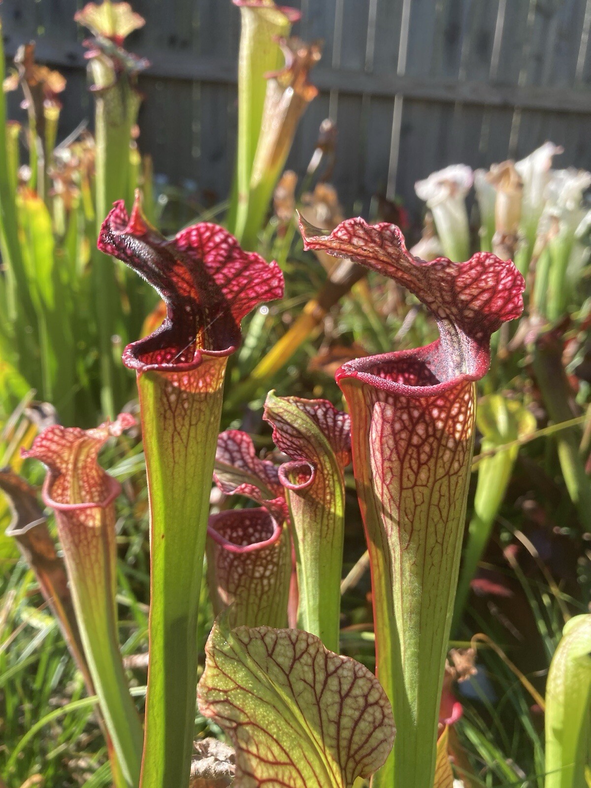 2024 Sarracenia Seed: Areolata x Adrian Slack