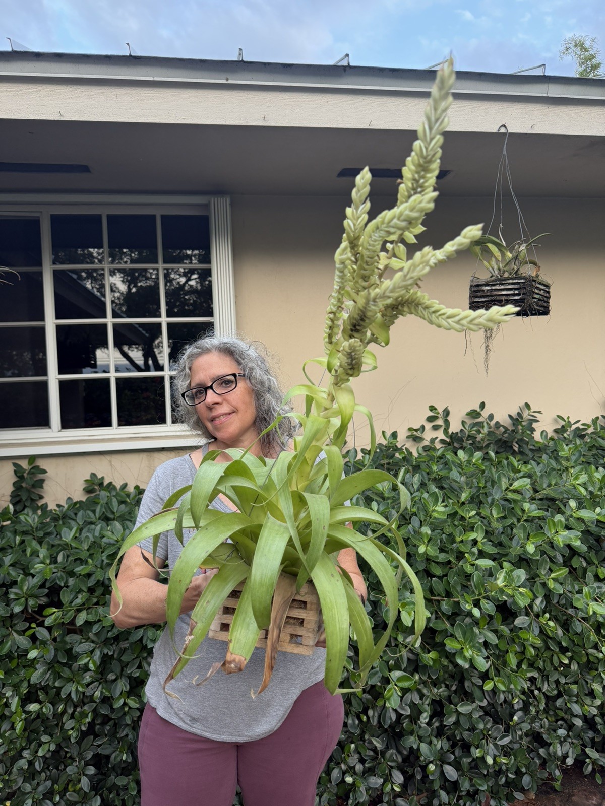 Tillandsia Samantha