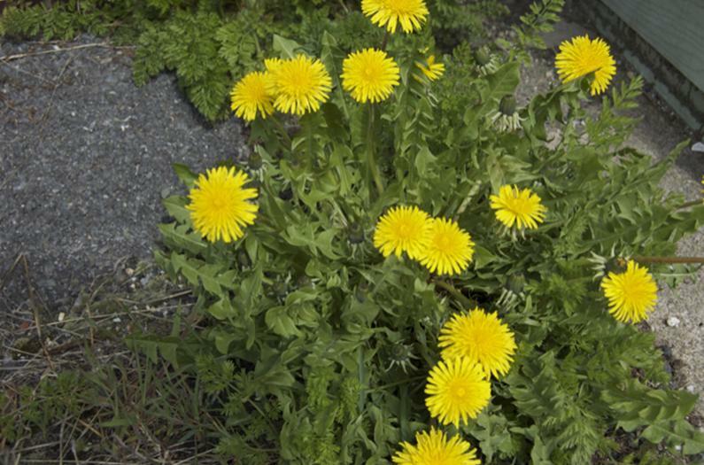 .284g/Over 500 Dandelion Seeds, Heirloom NON-GMO, Fresh Seeds for Your Garden