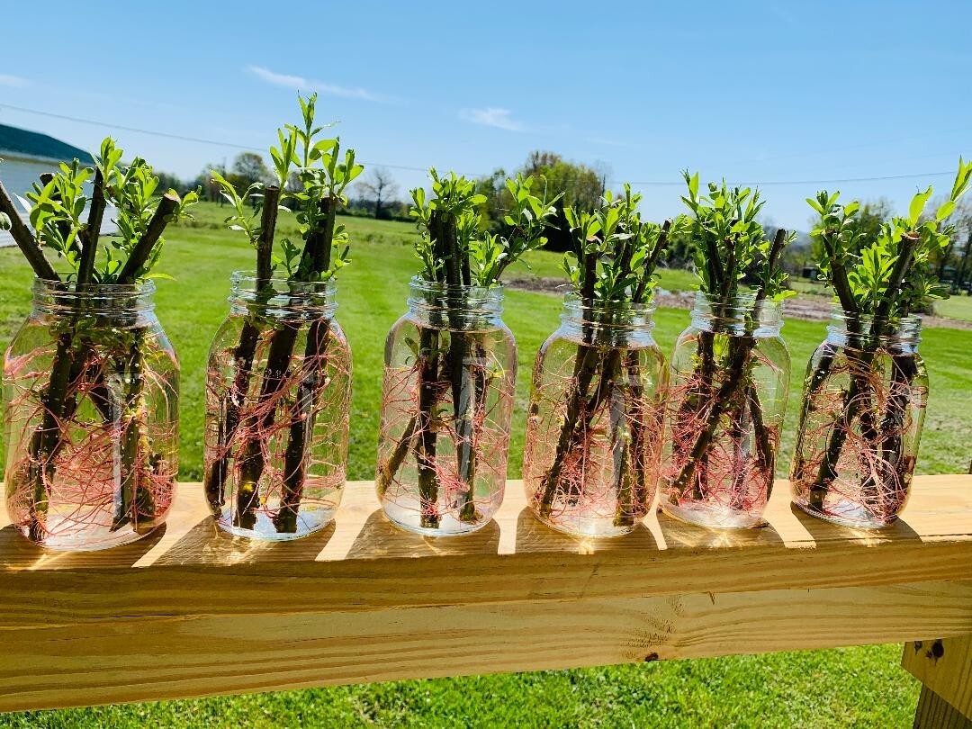 BEST DEAL ON EBAY! 400 Large Austree Willow Cuttings 10″ THICK STOCK