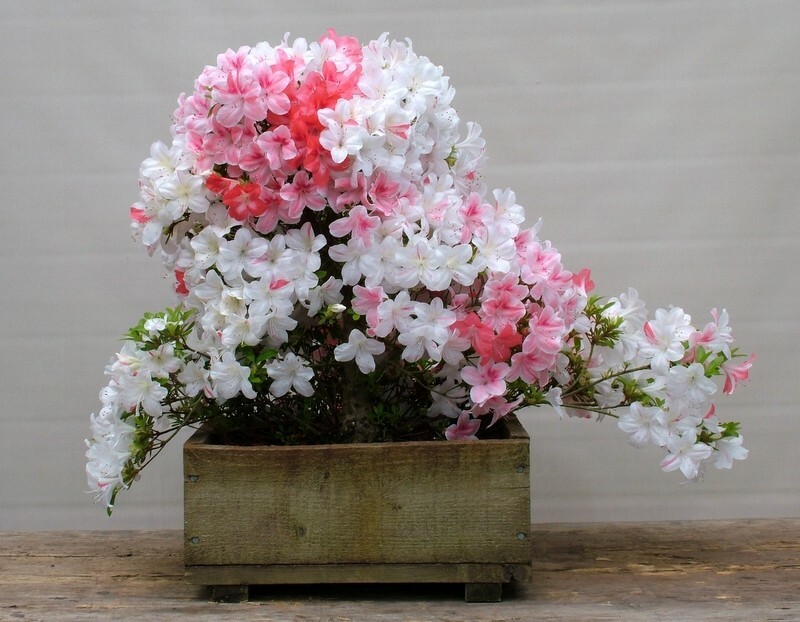 ~~JOHGA~~Azalea Rhododendron Deciduous Starter Plant~~MULTI COLORS AT ONCE~~